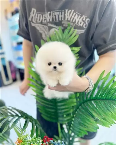 $300 : Pomeranian puppy image 8