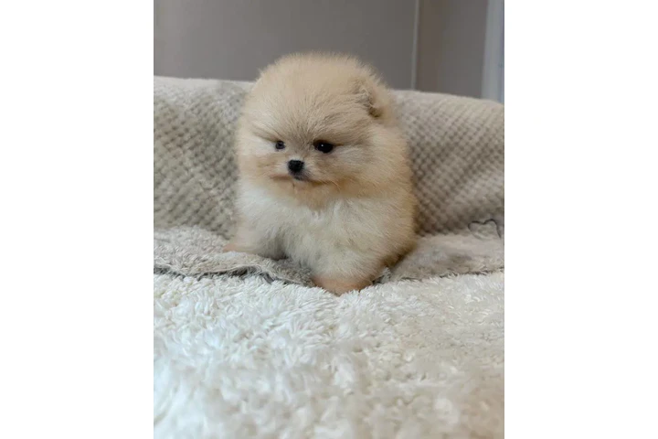 $350 : Pomerania en venta image 1