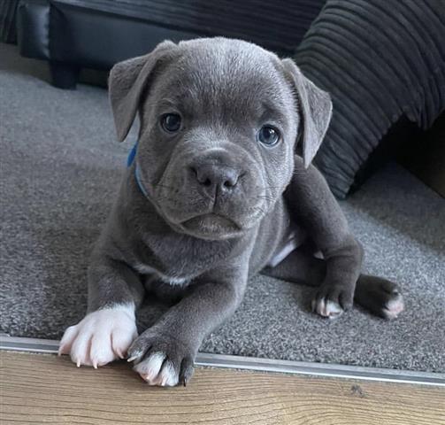 $350 : Blue nose pitbull for adoption image 2