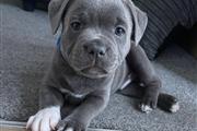 $350 : Blue nose pitbull for adoption thumbnail