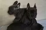 Cute French Bulldog Puppies en Montreal