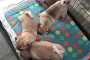 $600 : male and female Pug Puppies thumbnail