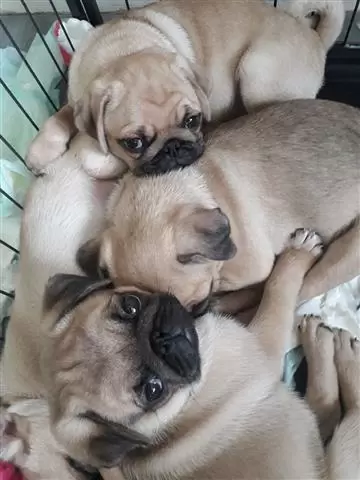 $450 : Pug puppies image 1