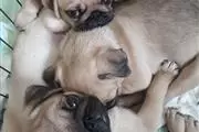 Pug puppies en South Dakota