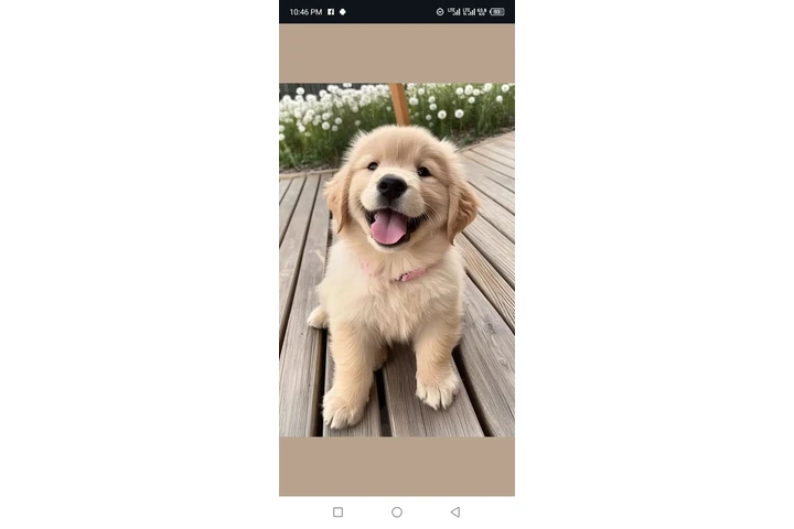 $399 : Awesome Golden retrievers image 2