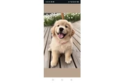 $399 : Awesome Golden retrievers thumbnail