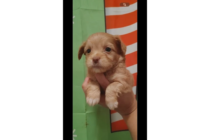 $350 : Puppies baby image 1