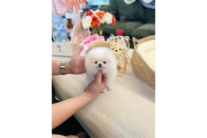 $250 : POMERANIANS for sale image 3