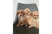 Cavapoo ready en Orange County
