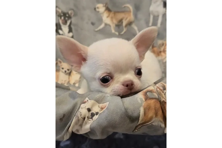 $350 : Cachorro Chihuahua taza de té image 2