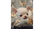 $350 : Cachorro Chihuahua taza de té thumbnail