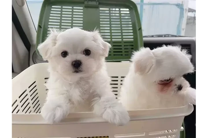 $250 : Maltipoo Maltese puppies image 1