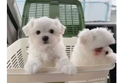 Maltipoo Maltese puppies en Jersey City