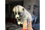 $300 : Husky puppies thumbnail