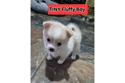 2 Tiny Fluffy POMERANIAN en Orange County