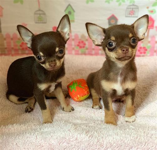 $250 : Akc mini Chihuahua puppies image 4