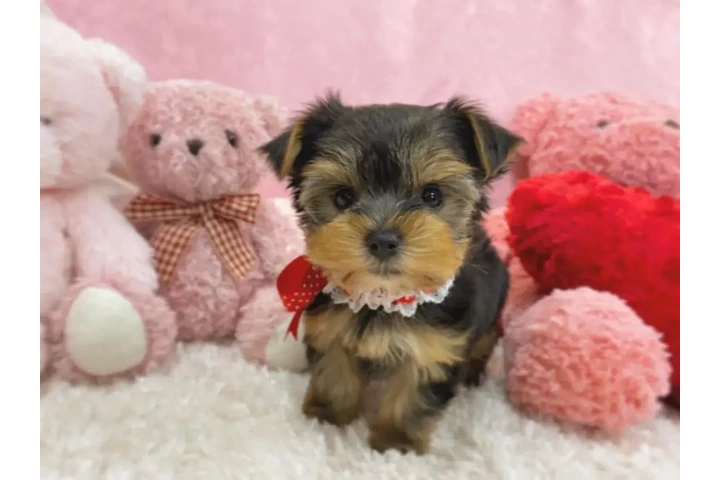 $500 : Yorkie puppies image 1
