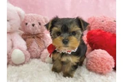 Yorkie puppies en Trenton