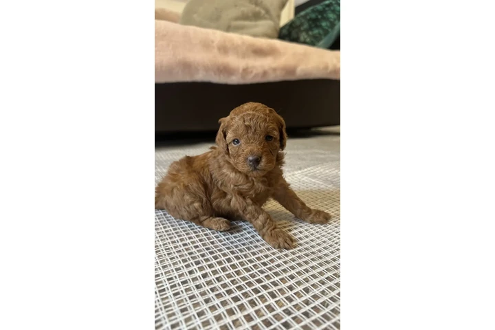 $350 : Toy Poodle Real mini image 2
