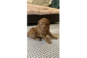 $350 : Toy Poodle Real mini thumbnail