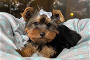 Cachorro Yorkshire Terrier