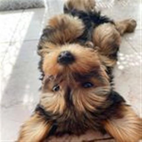 $500 : Sweet mini yorkie puppies image 2