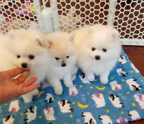 $495 : Pomeranian puppies image 1