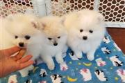 $495 : Pomeranian puppies thumbnail