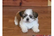 Adorables cachorros Shih Tzu en New York