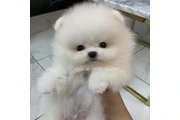 Pomerania en venta en New York