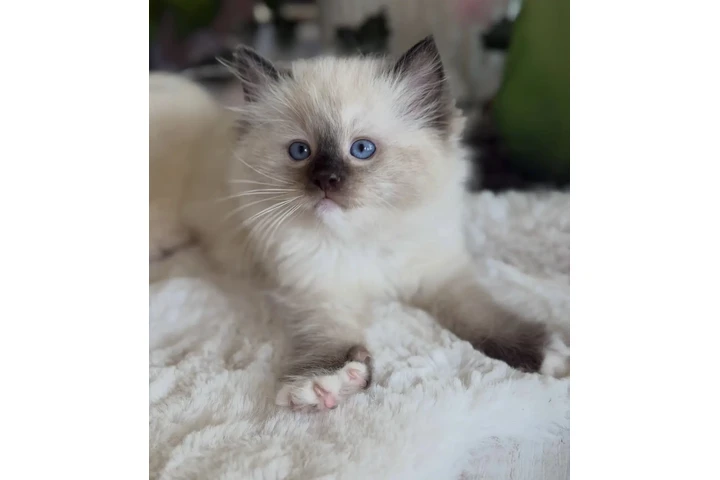 $260 : Purebred  Ragdoll For Sale image 2