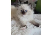 $260 : Purebred  Ragdoll For Sale thumbnail