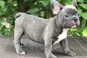 $450 : French bulldogs Puppies thumbnail