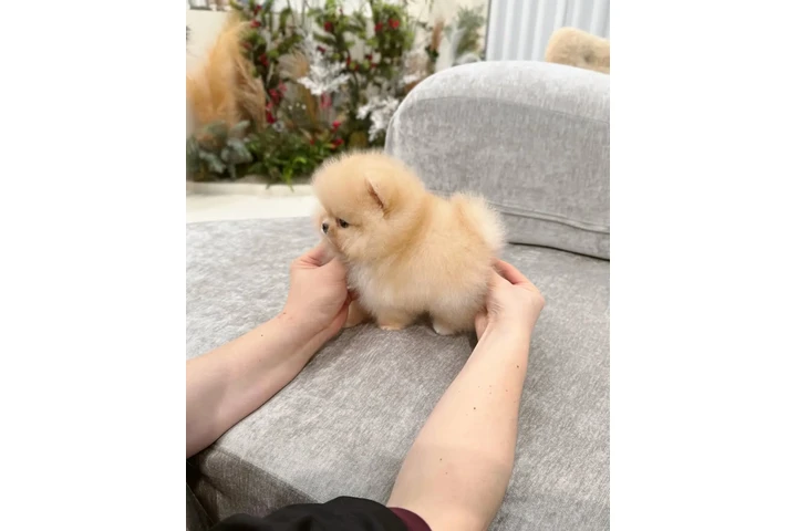 $350 : Pomerania en venta image 2