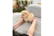 $350 : Pomerania en venta thumbnail