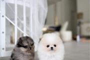 Cute Pomeranian pups Available en Miami