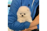 $350 : Pomerania en venta thumbnail