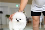 $300 : Pomeranian puppies mini thumbnail