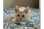 LINDO GATITO en Los Angeles