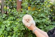 $350 : Pomerania thumbnail