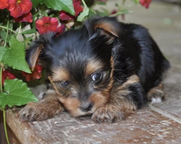 $400 : Teacup Yorkie puppy for sale image 1