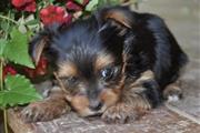$400 : Teacup Yorkie puppy for sale thumbnail