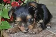 Teacup Yorkie puppy for sale en Jersey City