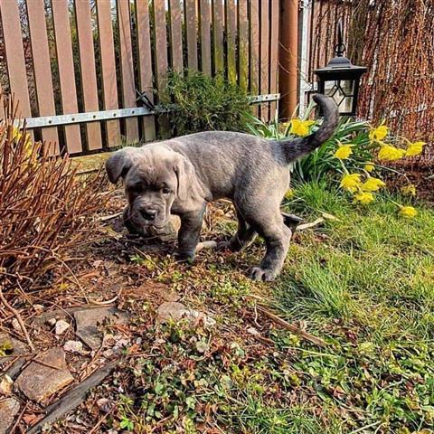 $300 : Cane Corso puppies for sale image 1