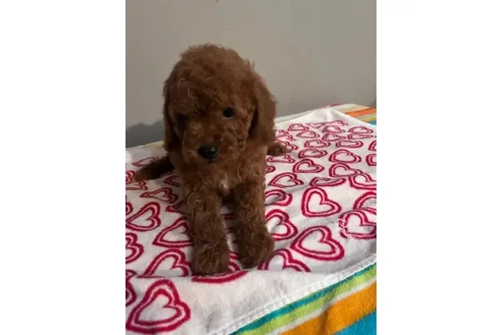 🐶 PERRITOS EN VENTA 🐶 image 1