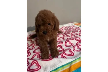 🐶 PERRITOS EN VENTA 🐶 en Los Angeles