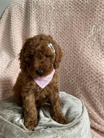 $300 : Cockapoo F1 girl ready now image 6