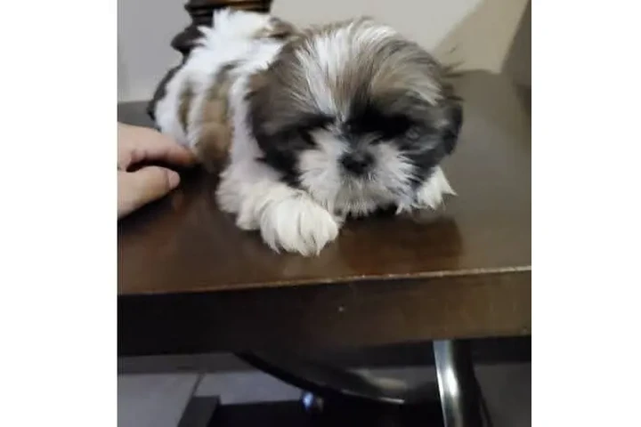 $350 : Cachorros Shih Tzu taza de té image 3