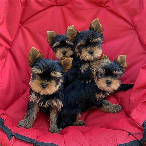 cachorros yorkies disponibles image 1