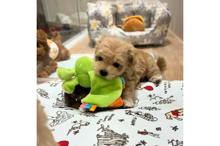 $350 : cachorros Maltipoo image 5
